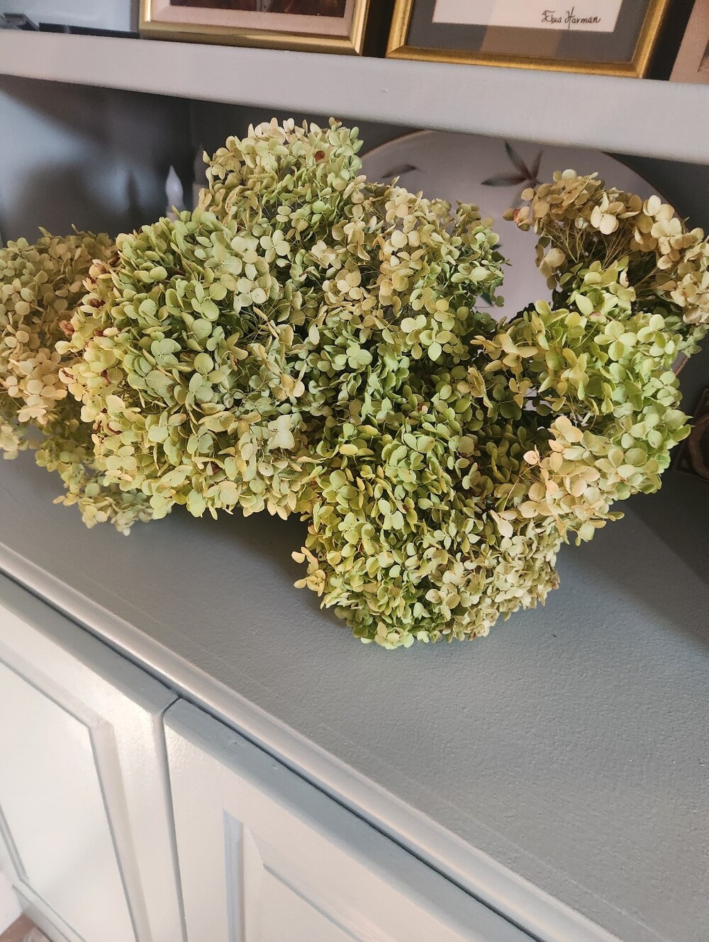 Over 6 Stems Of Real Fragile Dried Annabelle Hydrangeas - Picture 2 of 4